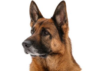 Isolated German Shepherd dog looking left, calm and attentive, close-up profile portrait © Ciara