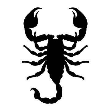 Detailed silhouette graphic of a scorpion vector image for tattoo or zodiac design ideas and art