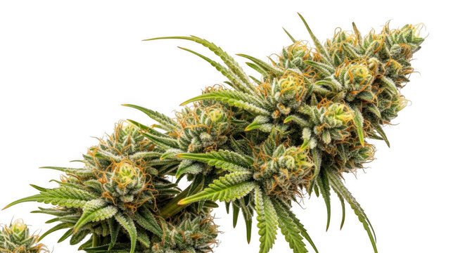 A close-up of a cannabis plant with green leaves and orange hairs