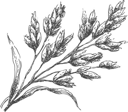 Hand drawn botanical illustration of oat grass with seed heads and slender leaves in vintage