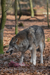 Obraz premium Aggressive wolf baring sharp fangs over raw meat