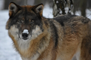 Fototapeta premium Wolf with snow on its nose in a winter forest
