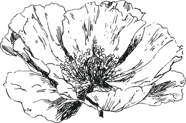 Naklejka premium detailed black and white poppy flower illustration with delicate petals and intricate stamen design