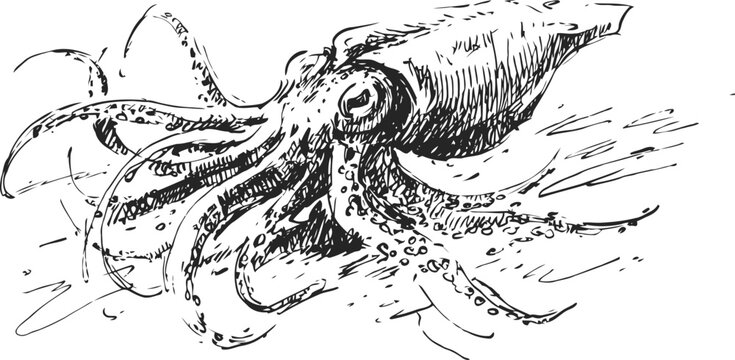 Vintage squid illustration showing detailed cephalopod anatomy in natural underwater motion