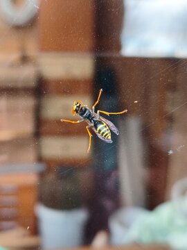 Underside macro view of a Paper Wasp (Polistes sp.) clinging to a glass windowpane, vertical, detailed, with a blurred indoor background.