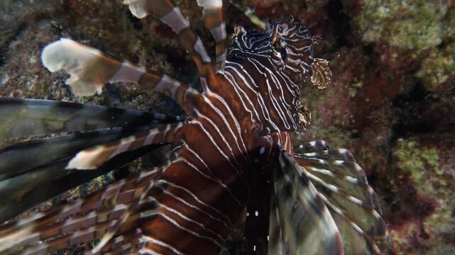 lionfish  underwater searching and patroling rocks for food