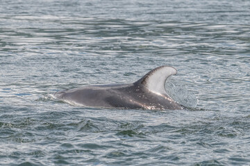 dolphin in the water © Tracey