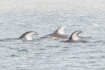 Fototapeta premium 3 dolphins in the water
