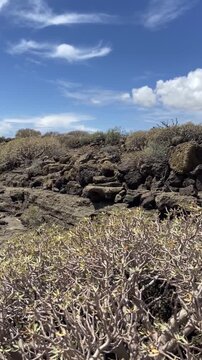 Beautiful view of Montana Pelada natural park with  Euphorbia balsamifera or Tabaiba dulce plant in the foreground. Tenerife,Canary Islands,Spain, 4K
vertical video