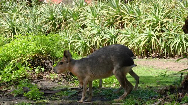 Two Patagonian maras walking through lush green vegetation and grass during a sunny day, showcasing exotic wildlife in their natural-looking habitat or zoological garden