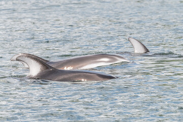 Fototapeta premium Pacific white sided dolphins