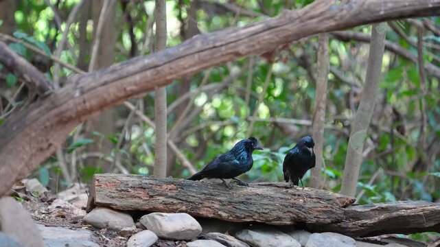 Greater Racket-tailed Drongo on stump bird watching in natural habitats in the forest.