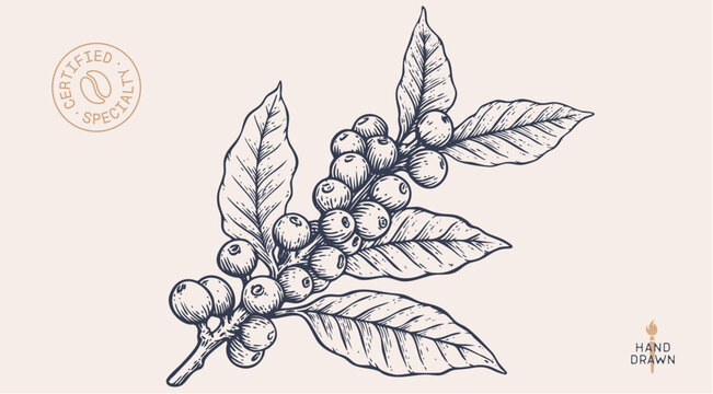 Vintage coffee branch bean plant sketch, organic cafe engraved logo. Botanical coffee plant bean branch identity, eco natural drawing. Bean branch plant coffee sketch. Vector Illustration