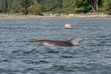 Fototapeta premium two dolphins playing