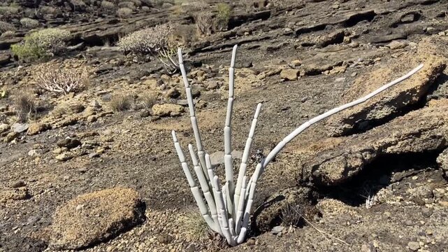 Ceropegia fusca or Cardoncillo gris, Mataperros tropical succulent is endemic to the Canary Islands growing in Montana Pelada natural park, Tenerife, 4K.