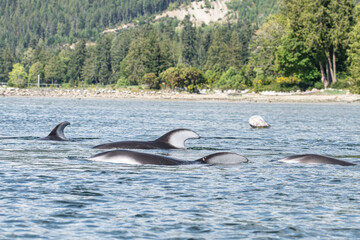 Fototapeta premium dolphins in the ocean