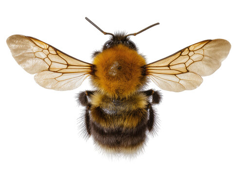 Isolated fluffy bumblebee with vibrant orange and black stripes, wings spread, overhead view