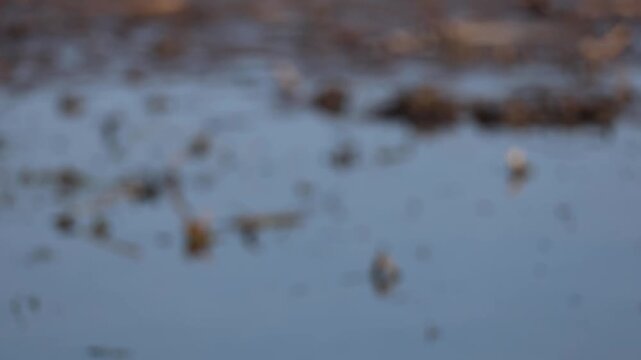 Shy Canadian goose ducks out of sight to avoid being filmed