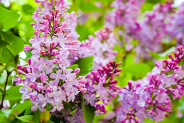 Obraz premium Close-up of beautifully blooming lilac clusters. Spring season.