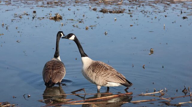 Canadian goose nagging its spouse on shimmering water