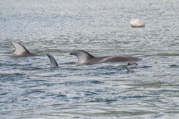 Fototapeta premium dolphin in the water