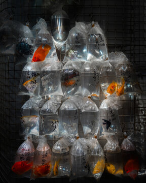 View of colorful goldfish and tropical fish in plastic bags hanging on a display at the Goldfish Market in Hong Kong.