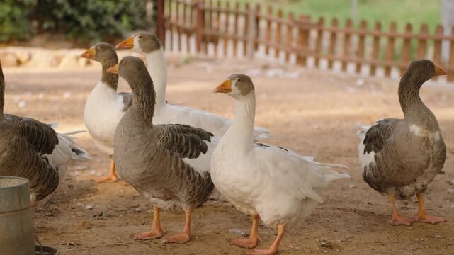 A group of geese stands on dry ground in an outdoor enclosure, some standing alert while others preen. The setting is rustic, with a wooden fence and feathers scattered around.