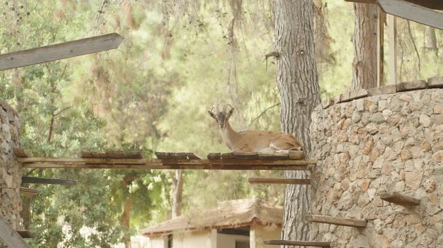 A deer-like animal with curved horns is resting on an elevated wooden platform built beside a stone structure. The scene is peaceful, with trees in the background and rustic elements around.