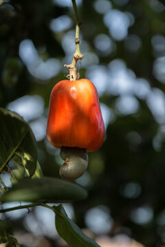 View of a ripe red cashew apple with its nut hanging from a tree branch in the lush tropical foliage of Bijagos, Guinea Bissau.