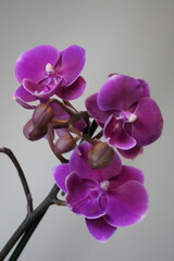 Obraz premium Orchid flower photographed in natural light with a clean background.
