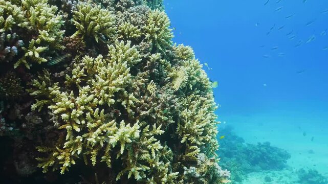 underwater footage showcasing a healthy and vibrant coral reef, teeming with diverse marine life. This footage captures the intricate beauty of hard corals, their symbiotic relationship with marine al