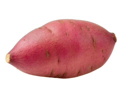 Isolated fresh whole red sweet potato, healthy raw root vegetable ready for culinary use