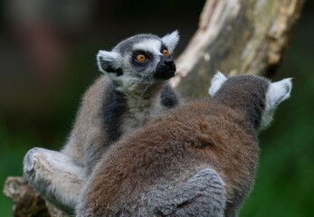 Obraz premium ring tailed lemur catta