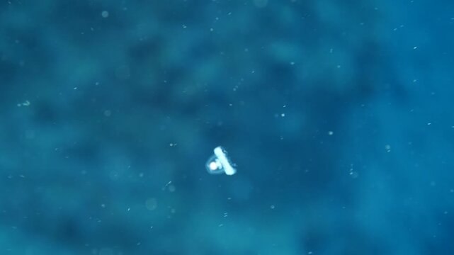 Turritopsis nutricula Turritopsis dohrnii Oceania O. armata immortal underwater closing jellyfish ocean scenery