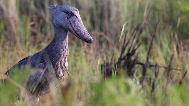 Shoebill bird at Mabamba Swamp, Victoria Lake, Uganda