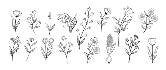 Hand drawn set of sinmple wildflowers and meadow plants. Botanical doodle vector illustration