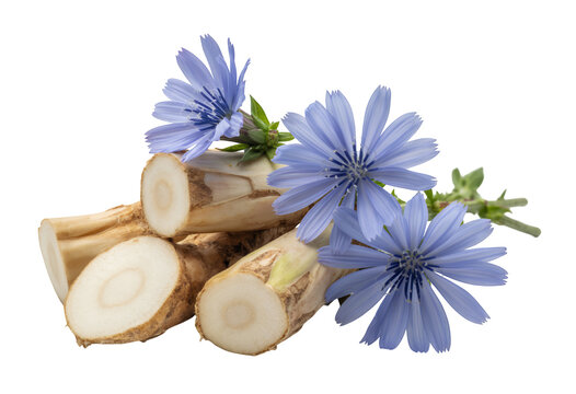 Chicory root slices and flowers blue isolated on a transparent background