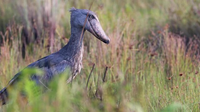 Shoebill bird at Mabamba Swamp, Victoria Lake, Uganda