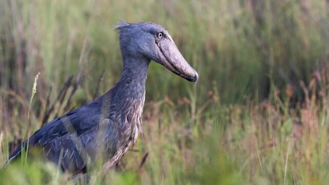 Shoebill bird at Mabamba Swamp, Victoria Lake, Uganda