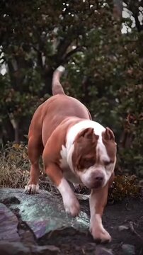 Powerful American Bully dog standing on rocks in nature.