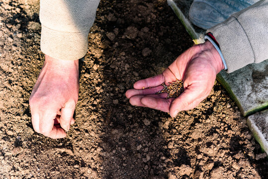 Gardener's hand with seeds, planting radish seeds in soil.