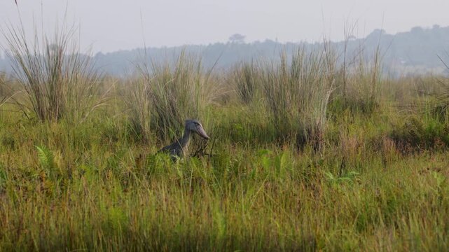 Shoebill bird at Mabamba Swamp, Victoria Lake, Uganda