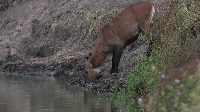 Female waterbuck drinking at waterhole of Lake Mburo National Park, Uganda