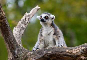 Obraz premium ring tailed lemur catta