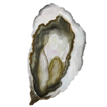 Watercolor open oyster