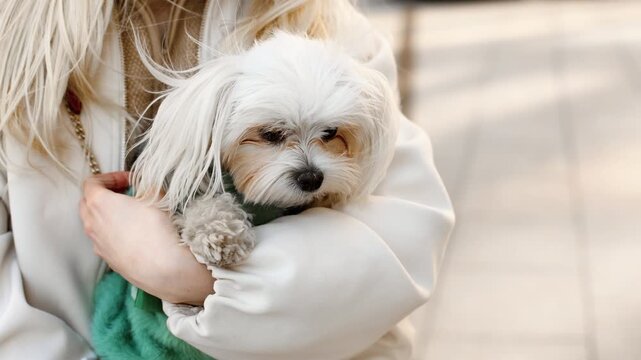 4K slow motion close up of Maltese dog in woman arms outdoors. Cute small pet, care, love and tenderness, lifestyle moment with adorable fluffy companion.