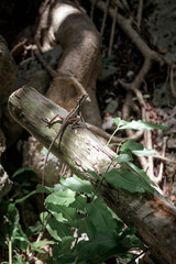 Fototapeta premium Small brown lizard perched on weathered wooden log
