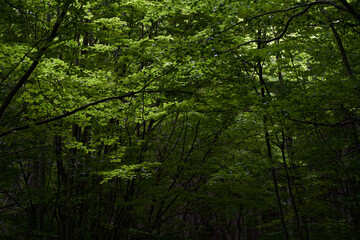 Fototapeta premium Bosque verde con árboles en el verano en senderismo
