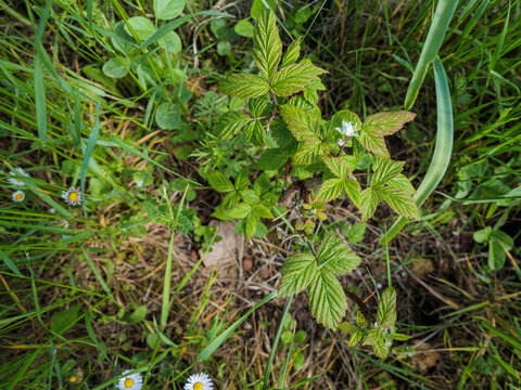 Rubus idaeus raspberry plant with green leaves and spring blossom