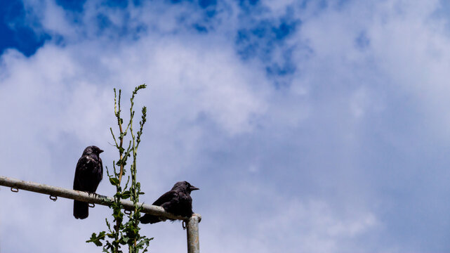 Two Western Jackdaws Perched On Barrier Against Cloudy Blue Sky
